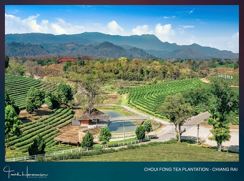 thailand chiangrai plantation tea