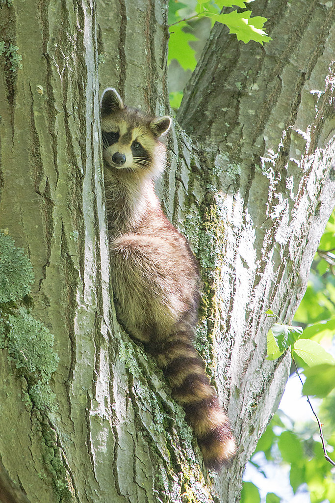 Tree hugger | This racoon saw me and ran up the tree, peekin… | Flickr