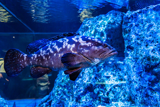 Longtooth grouper of Sumida Aquariume : クエ（垢穢 すみだ水族館）