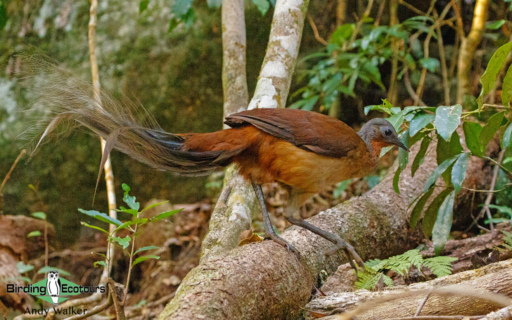 696 Albert's Lyrebird - Andrew Walker 002 | Albert's Lyrebir… | Flickr