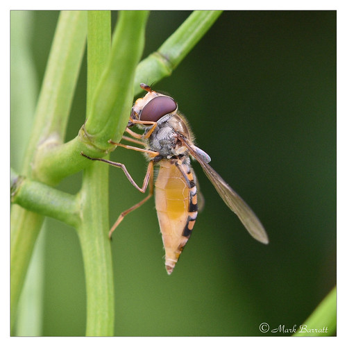 hessaywildlife amateur marmaladehoverfly hoverfly marmalade inmygarden insect sigma105 macro closeup yorkshirewildlife ©markbarratt yorkshiregardenwildlife