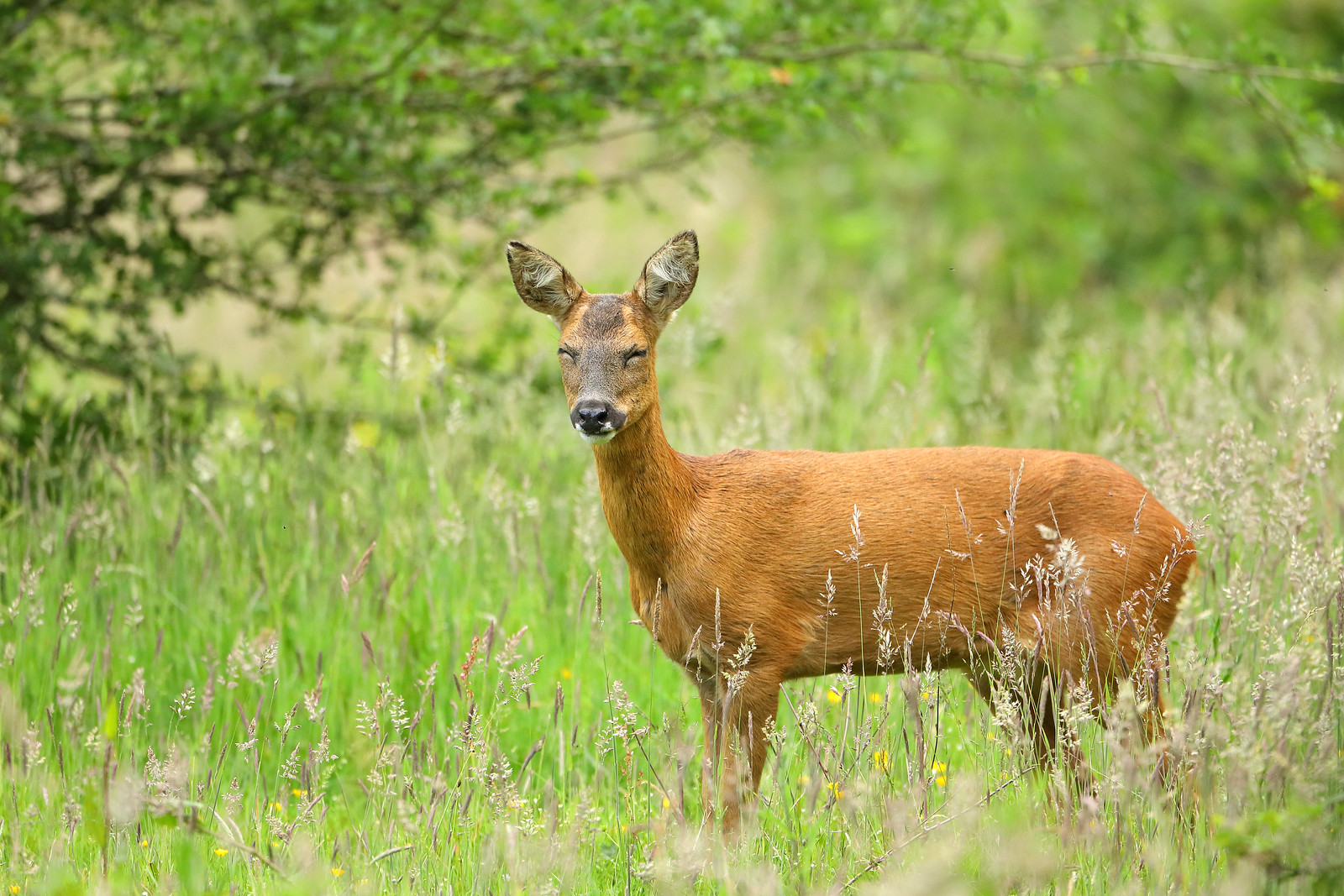 Roe deer blinking