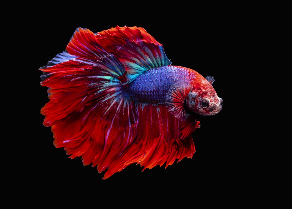 100 Most Beautiful Animals in the World -  fish underwater red betta black fish black fishing