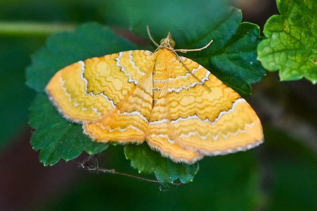 Camptogramma bilineata  --  Moth  --  Papillon nocturne