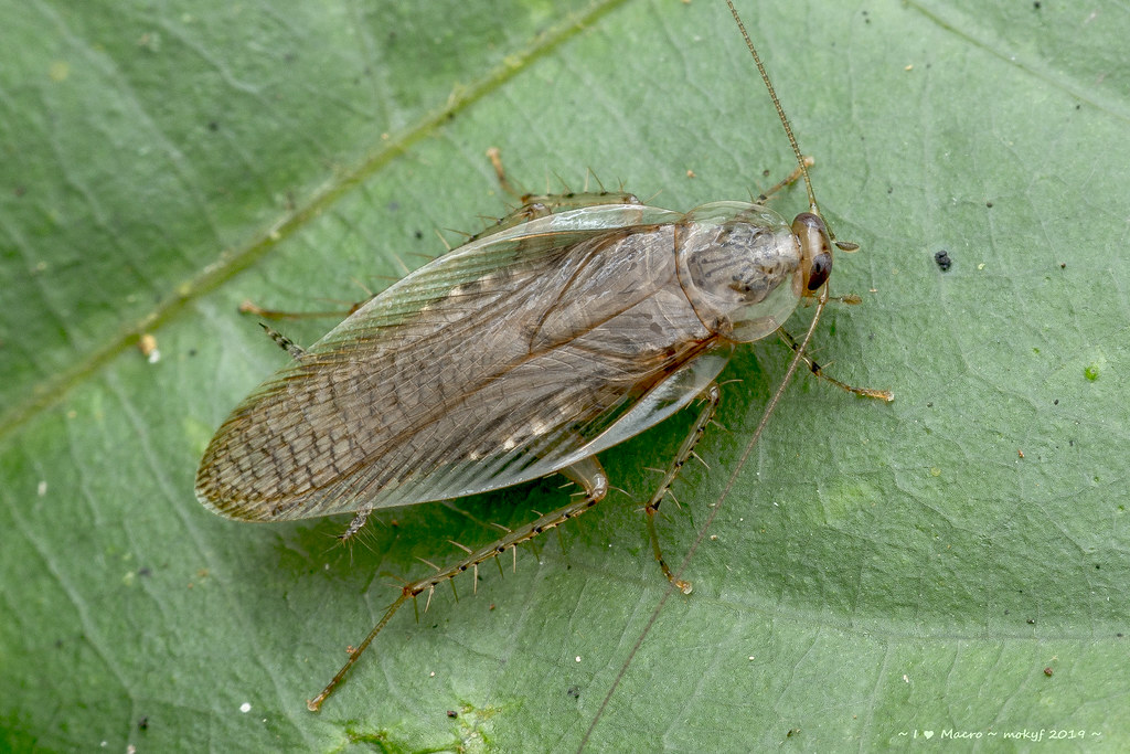 Mofu Insect DSC_7112 | Mok Youn Fai | Flickr