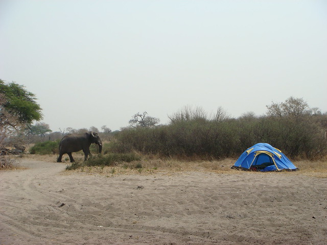 Botswana_Savuti_visite_nel_campeggio_2