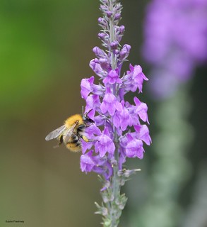 Common Carder Bee on Purple Toadflax | by John Freshney