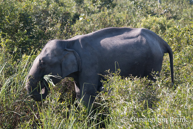 Kaziranga elephant