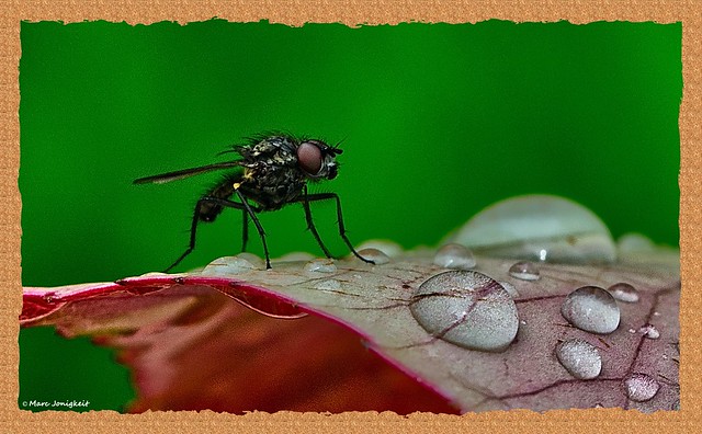Fliege vs Wassertropfen // fly vs waterdrop
