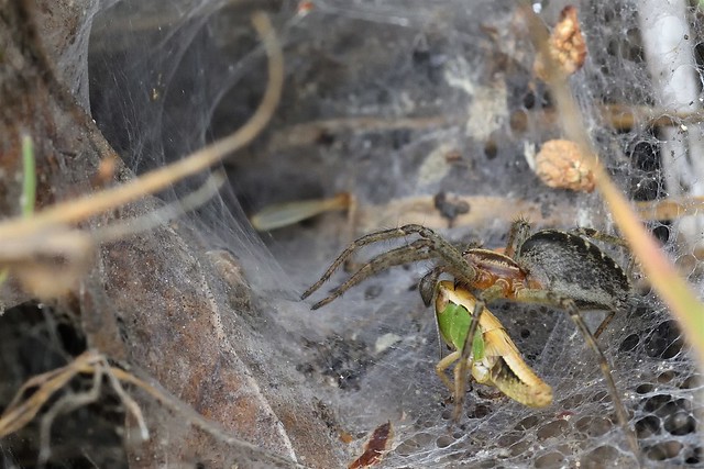 Funnelweb Spider Agelena labyrinthica, Breckland Norfolk 6 (2)