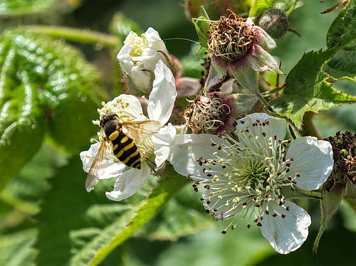 Wasp on Blackberry Flower | by jeff.penfold
