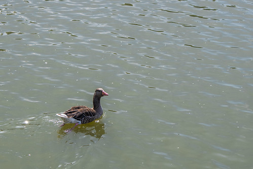 Wild goose | by Zetty2020