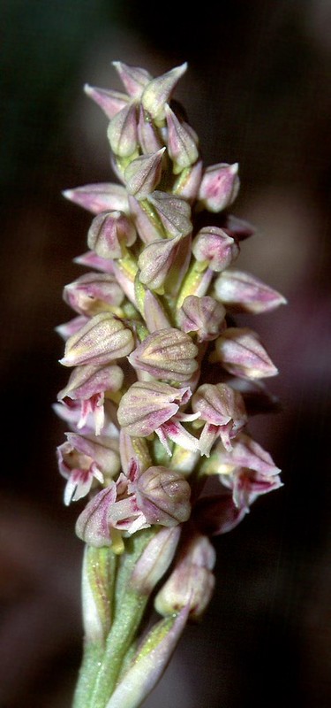 t0101115F | Keuschorchis (Neotinea maculata) an der Montagne Ste-Victoire bei Aix-en-Provence. Provence, 17.04.2001