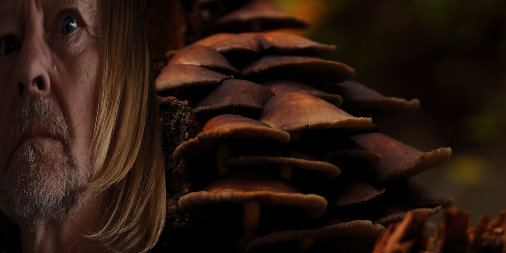 Mushrooms can put you in a weird mood