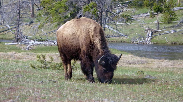 Bison browsing early in the morning along Madison River in Yellowstone NP, WY