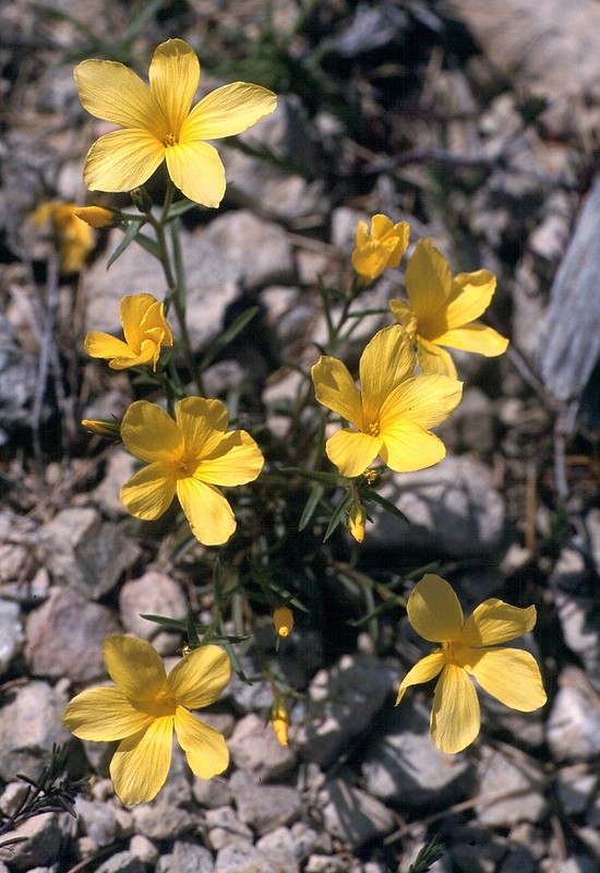 t0101144F | Glocken-Lein (Linum campanulatum) in den Alpilles bei Eygalières. Provence, 18.04.2001