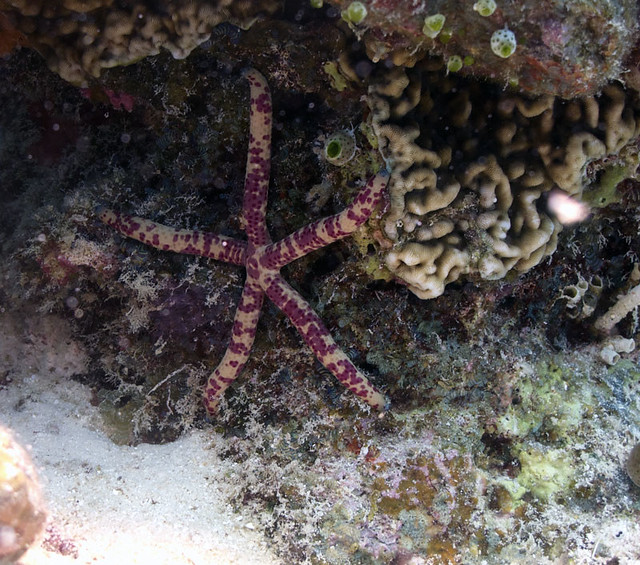 Spotted Linckia - Linckia multifora