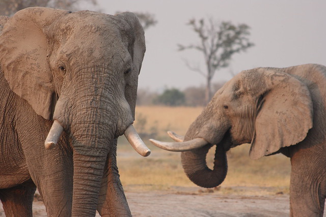 Botswana_Savuti_coppia-elefanti