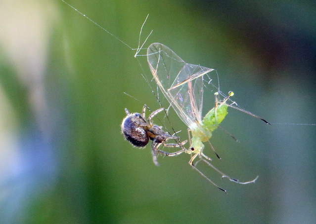 Spider and a Greenfly lunch