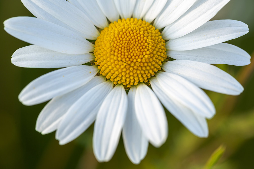 Oxeye daisy | Close-up of Oxeye daisy | Gary McGovern | Flickr