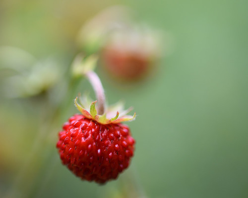 wild strawberry | by S. Hollmann
