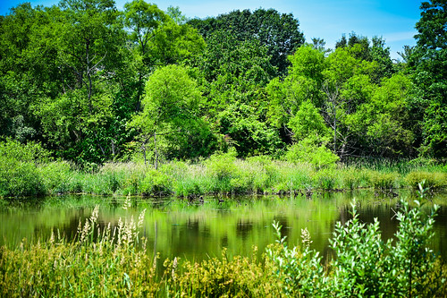 ashburn va unitedstates the pond loudoun county bles park parc virginia northern lake water wetlands wetland tree trees green landscape paysage