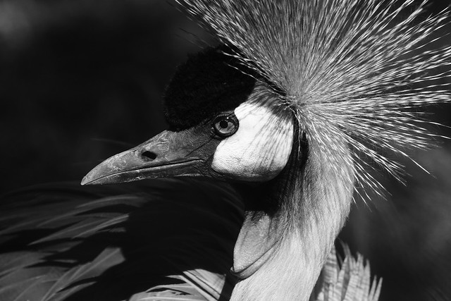 Tg Nbg      Grey crowned  crane      200612
