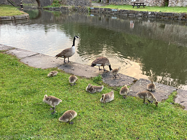 Geese/Gosling family - by the Peak Forest Canal