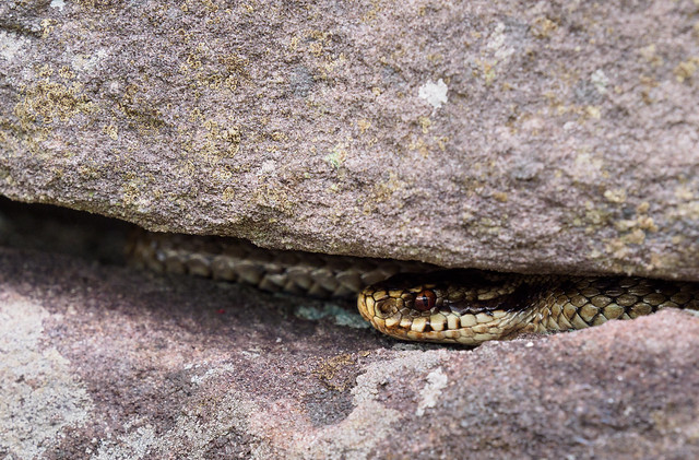 Adder in wall 1