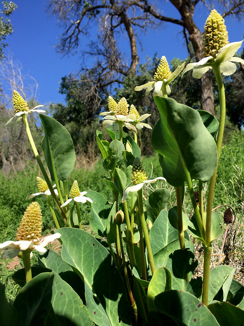 Yerba mansa (Anemopsis californica).  Albuquerque, New Mexico, USA.