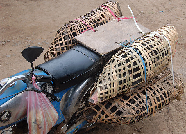 four live pigs in baskets being transported by motorcycle in Luang Prabang, Laos