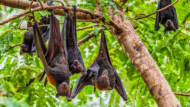 Aussie Fruit Bats