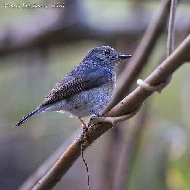 Hainan Blue-Flycatcher (klossi) - Cyornis hainanus klossi
