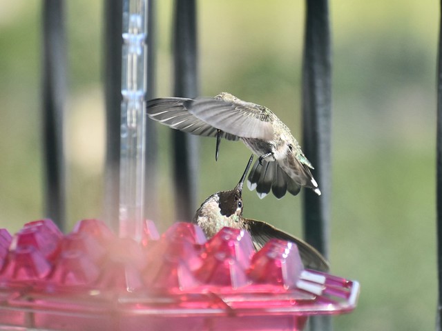 Hummingbird Matrix