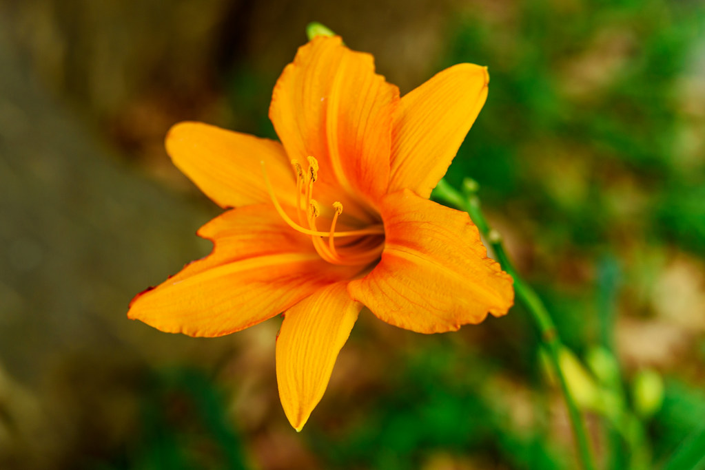 Orange Daylily 