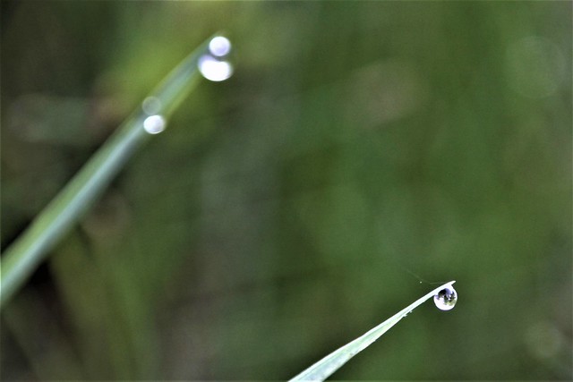 (167) Dew Drops