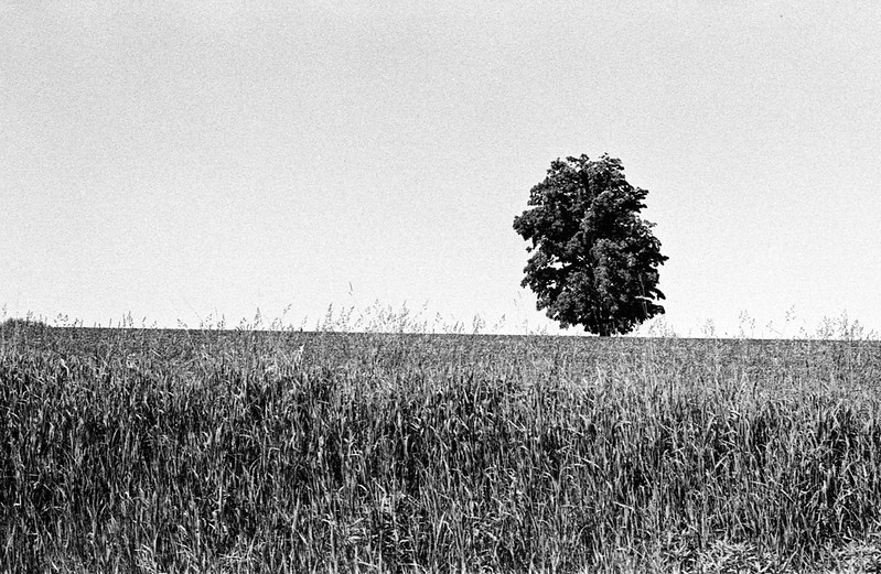 Tree in the Field