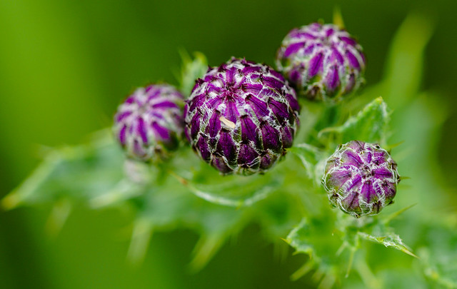 Thistles forming