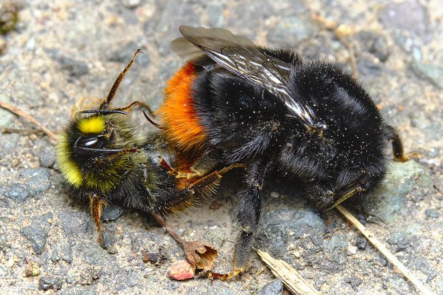 Red-tailed Bumblebee (Bombus lapidarius) mating pair