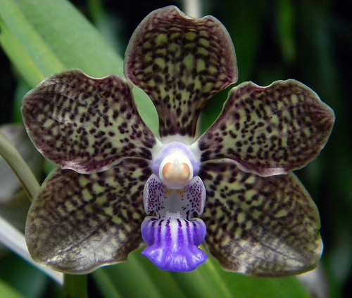 An orchid with purple markings in the Singapore Botanical Garden