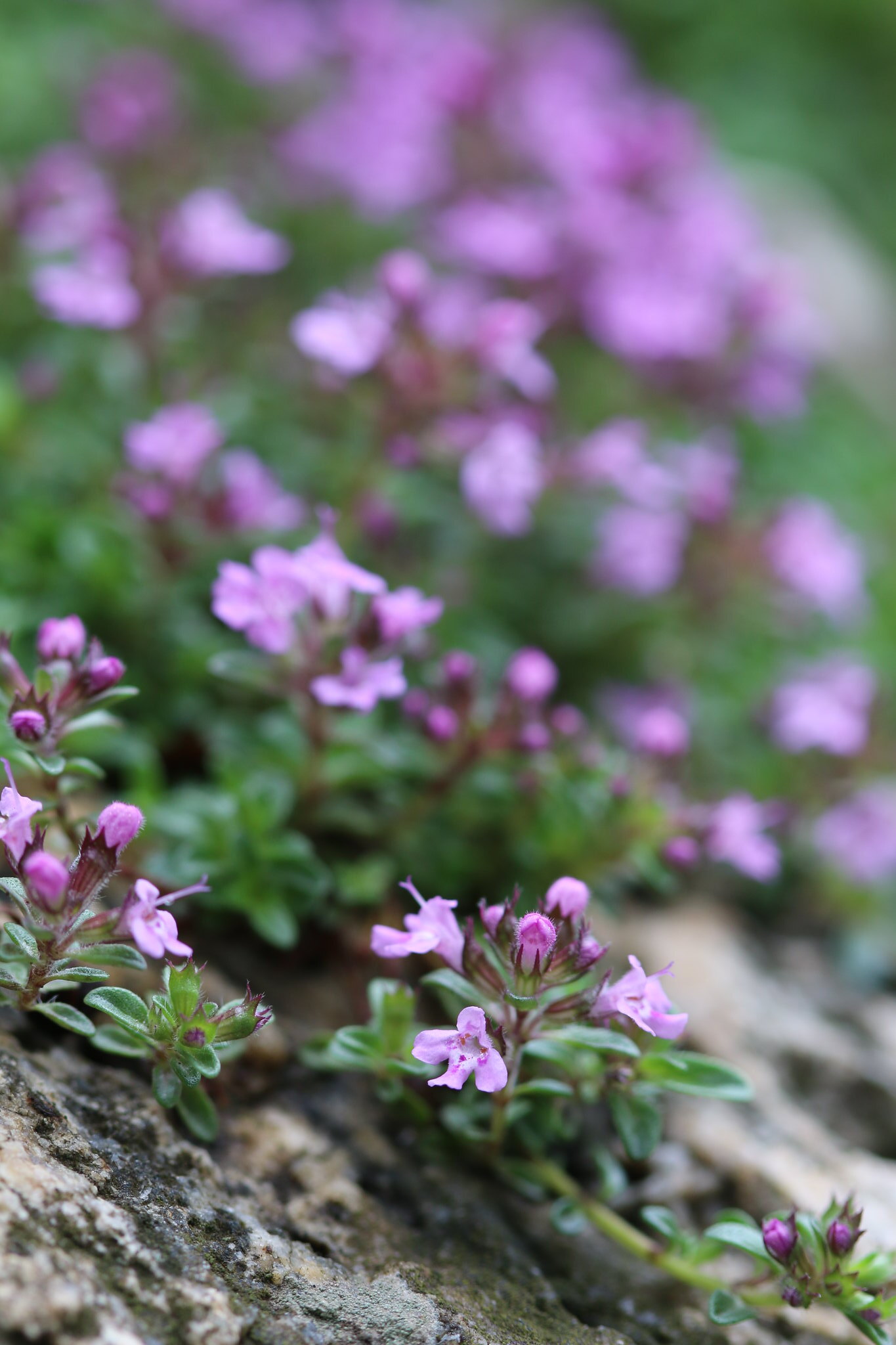 Thyme Marches On... (SOTC 360/365)