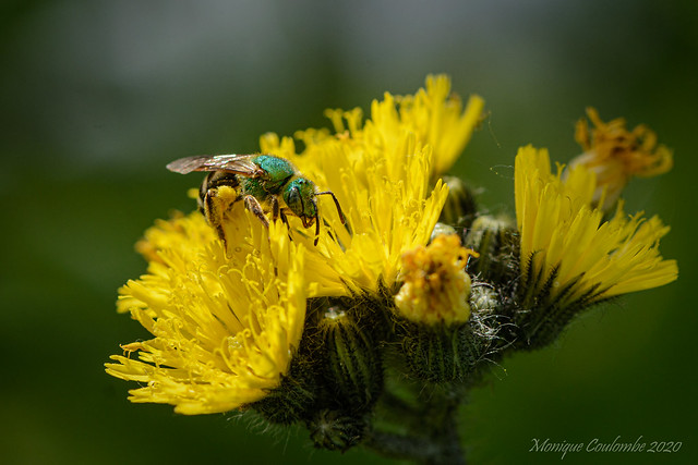 Halicte vert - Virescent green metallic Bee