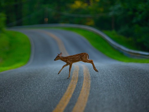 Deer running across a road