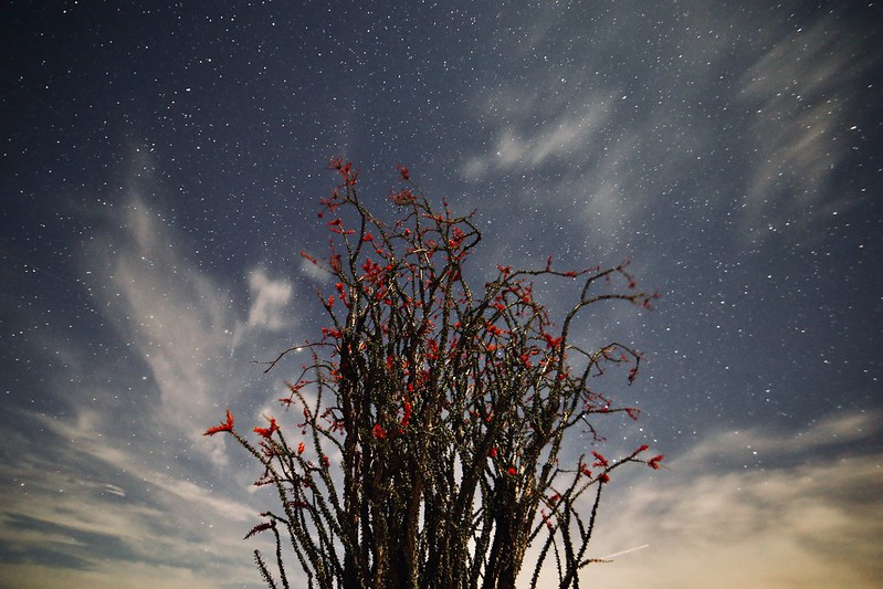 Blooming Ocotillo at Night