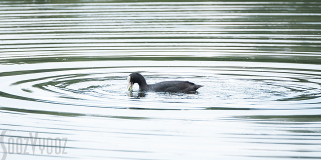 Coot Eating Weed