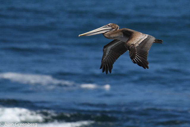 Happy Brown Pelican off of La Jolla Shores