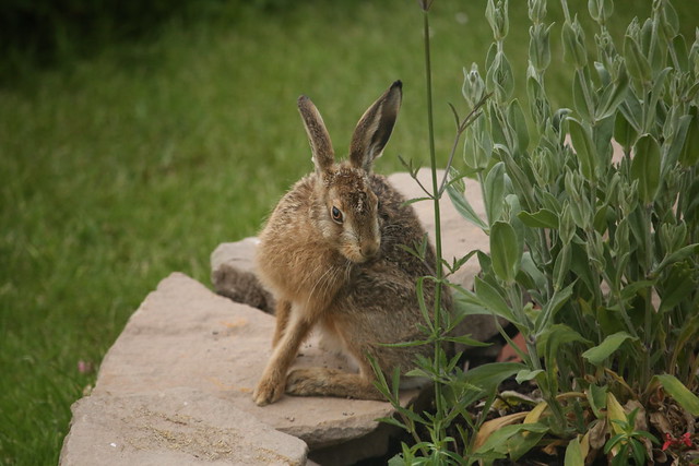 A hare in our garden