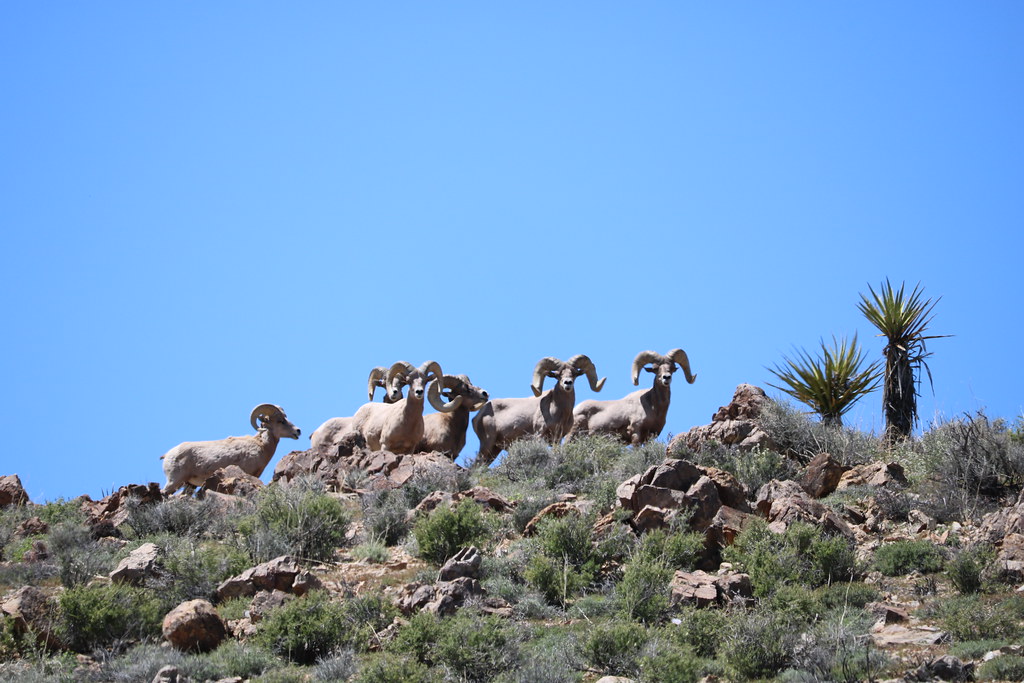 A herd of desert bighorn sheep on rocky terrain in Joshua Tree National Park — Photo: NPS / Tony Sandrini