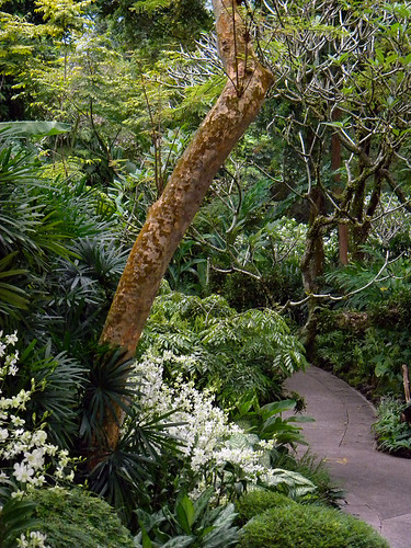 A path in the Singapore Botanical Garden