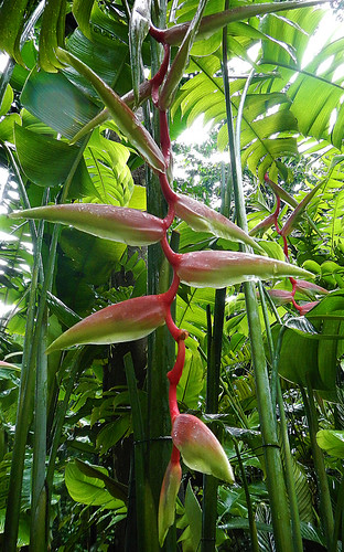 Heliconia in the Singapore Botanical Garden